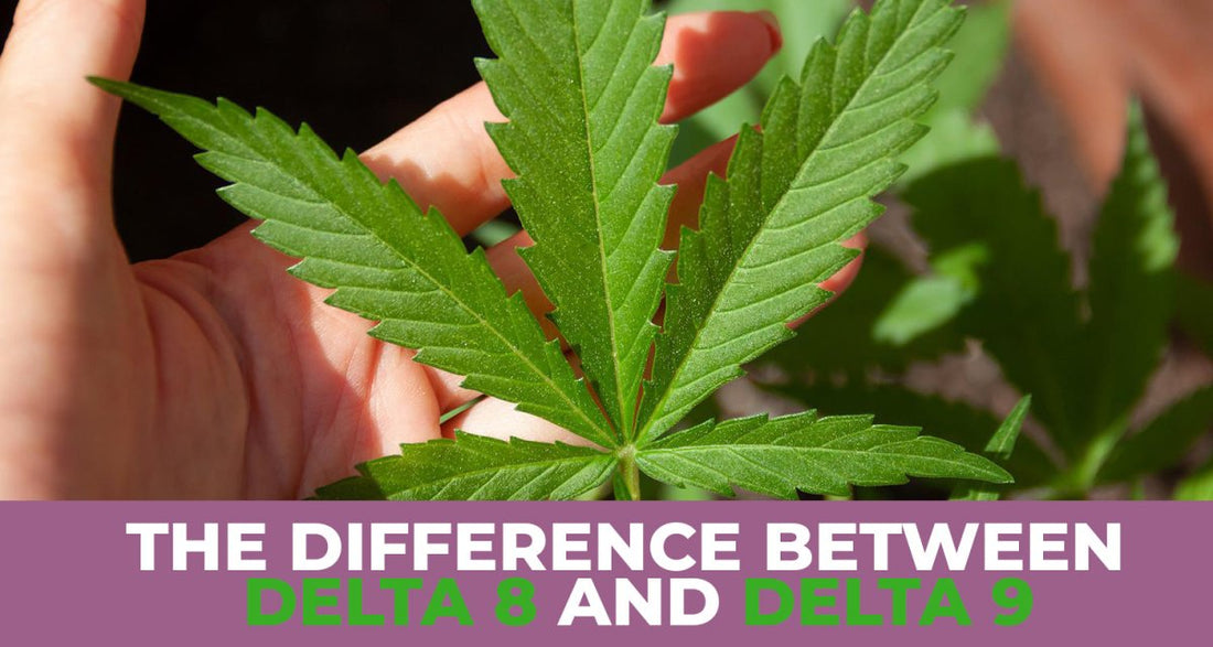 What's the difference between Delta 8 and Delta 9 THC? - Daily High Club