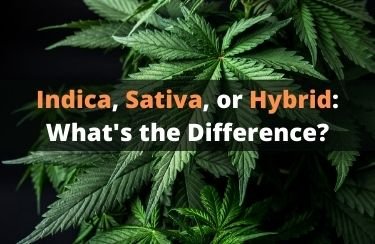 What is the Difference Between Indica, Sativa, and Hybrid? - Daily High Club