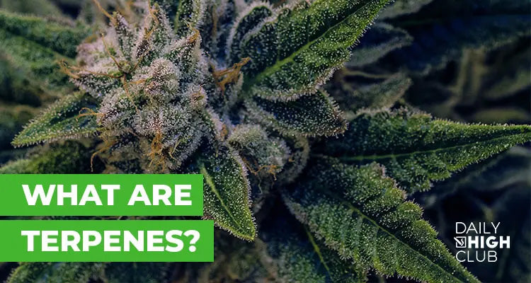 what are terpenes