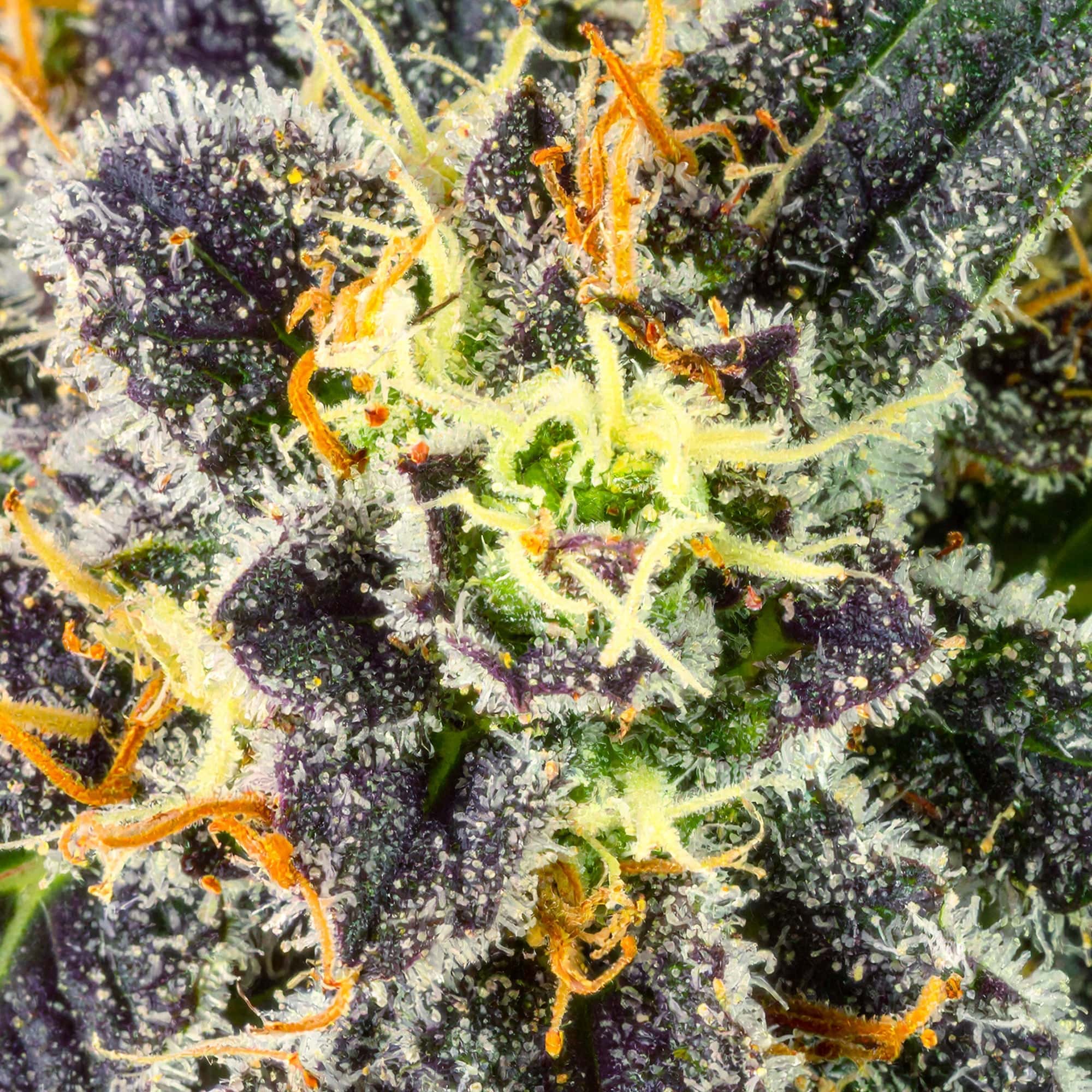 Papa's Herb BLUEBERRY ZLUSHIE INDOOR THCa FLOWER