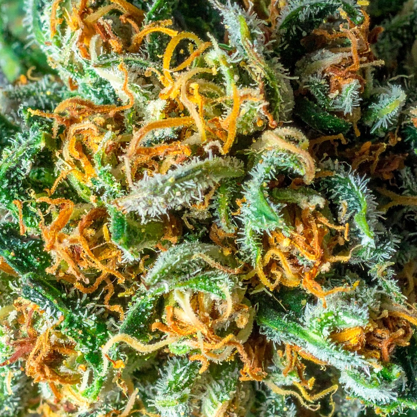 Papa's Herb INFUSED 5 PACK GSC HYBRID