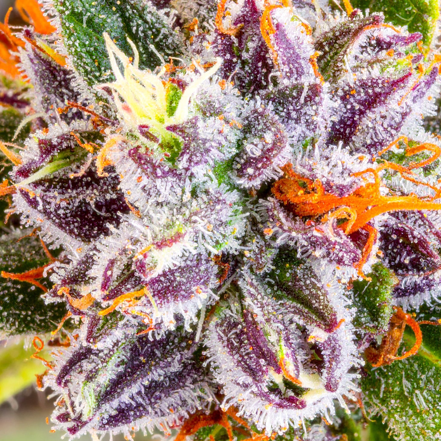 Papa's Herb INFUSED 1G GELATO 33 HYBRID