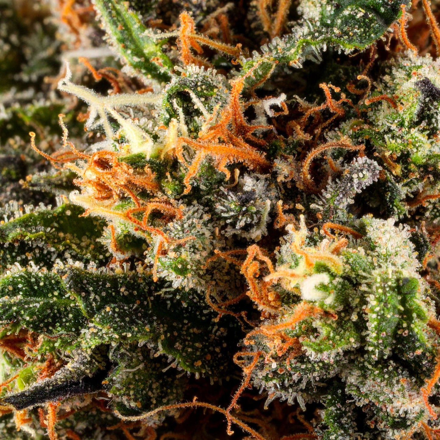 Papa's Herb INFUSED 1G PINEAPPLE EXPRESS SATIVA