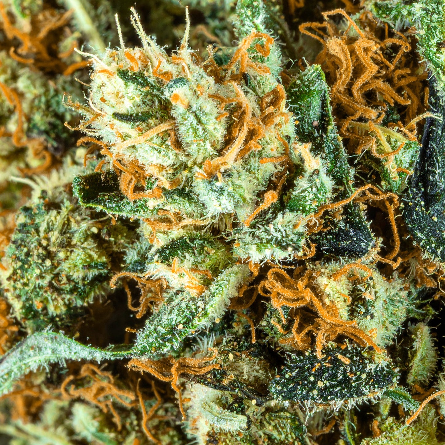 Papa's Herb INFUSED 1G WATERMELON Z INDICA