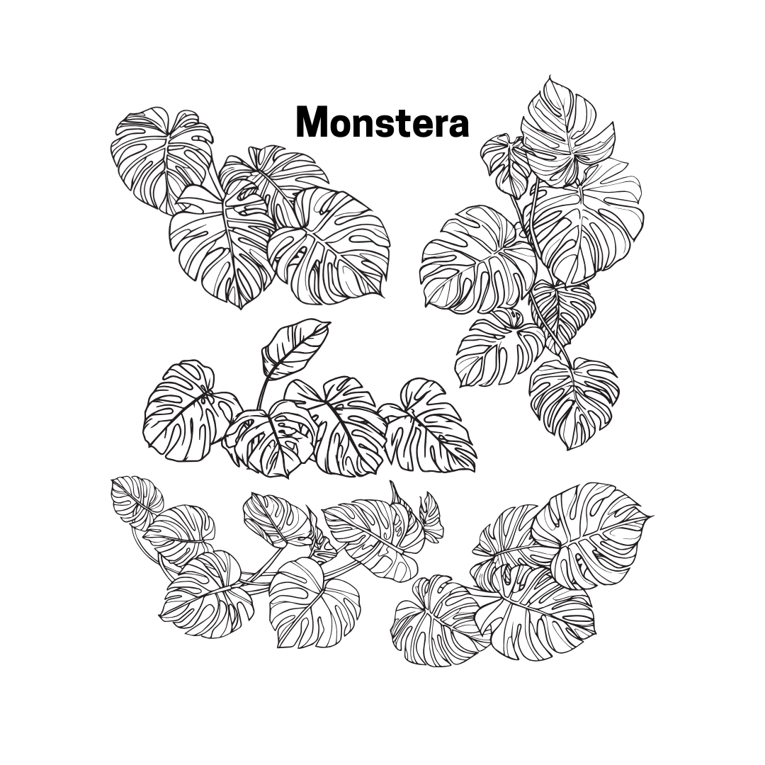 Prism Monstera Bent Big Honeycomb