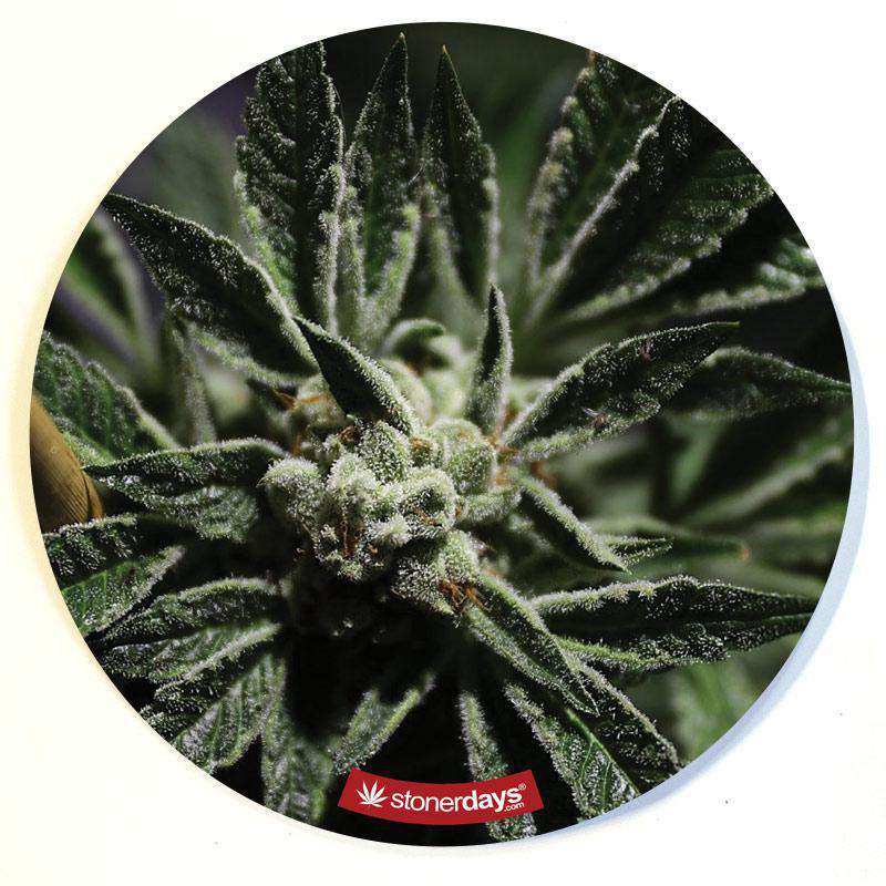 A close-up, overhead view of the Stonerdays Round Dab Mats, showing a colorful, textured surface resembling an abstract floral arrangement.