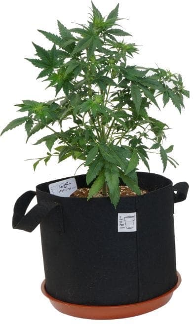 a Pot for Pot Medium 5 Gallon Air Pruning Fabric Pot