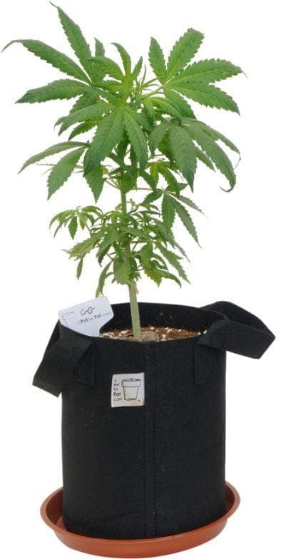 a Pot for Pot Small 2 Gallon Air Pruning Fabric Pot
