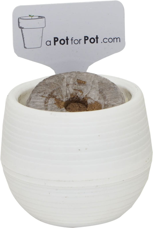 a Pot for Pot Seed Starting Kit