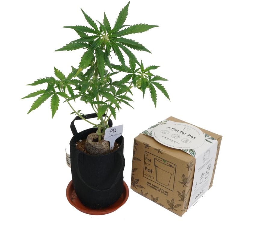 a Pot for Pot Grow Kit Mini Complete Pot Grow Kit (1/2 Gallon)